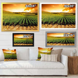 Sunset Vineyard Panorama