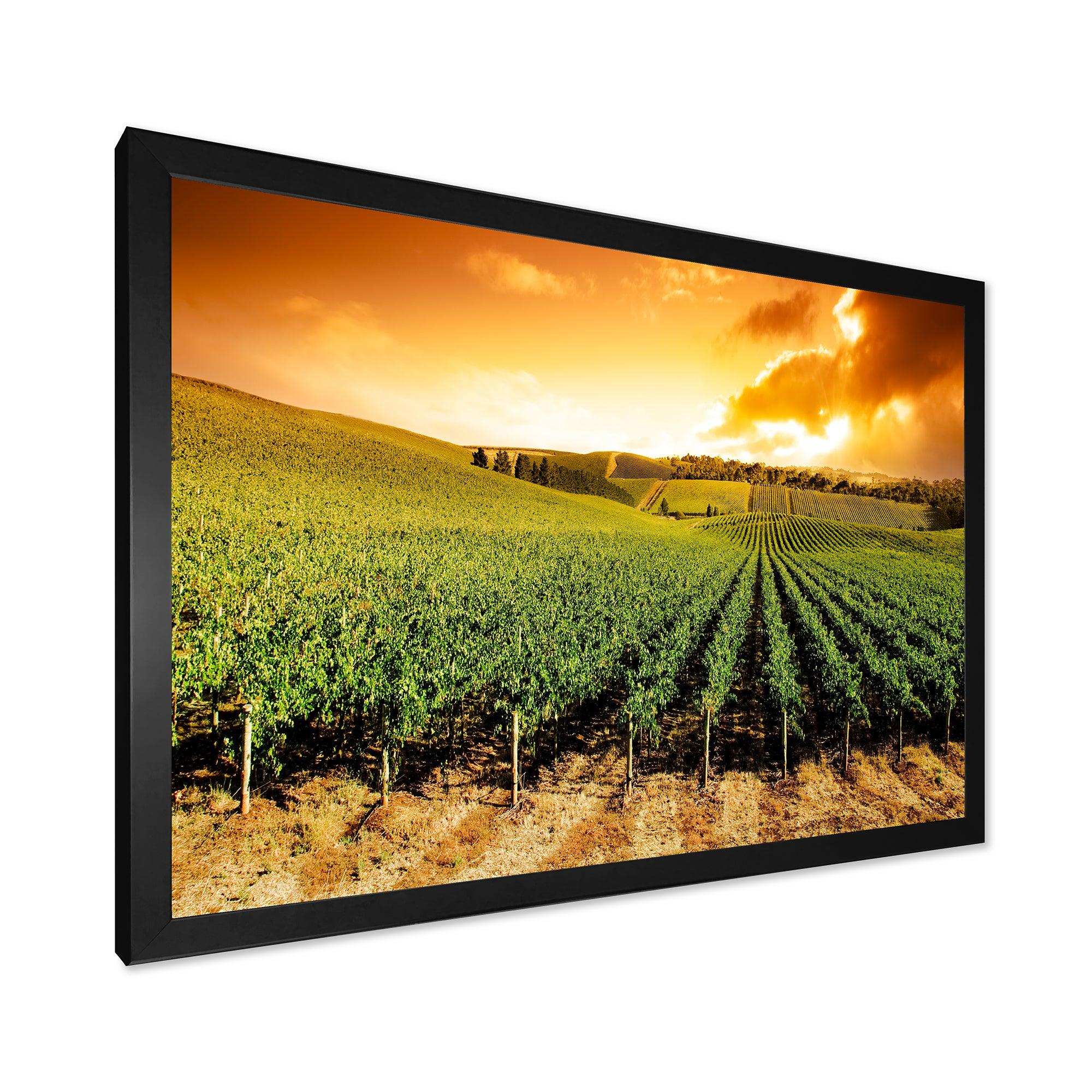 Sunset Vineyard Panorama