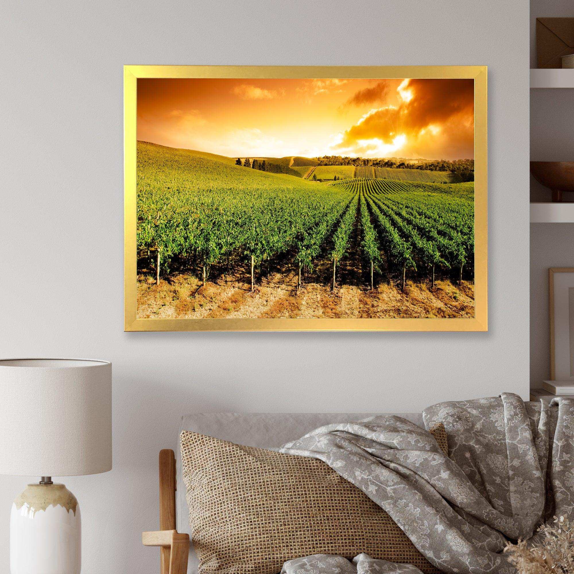 Sunset Vineyard Panorama