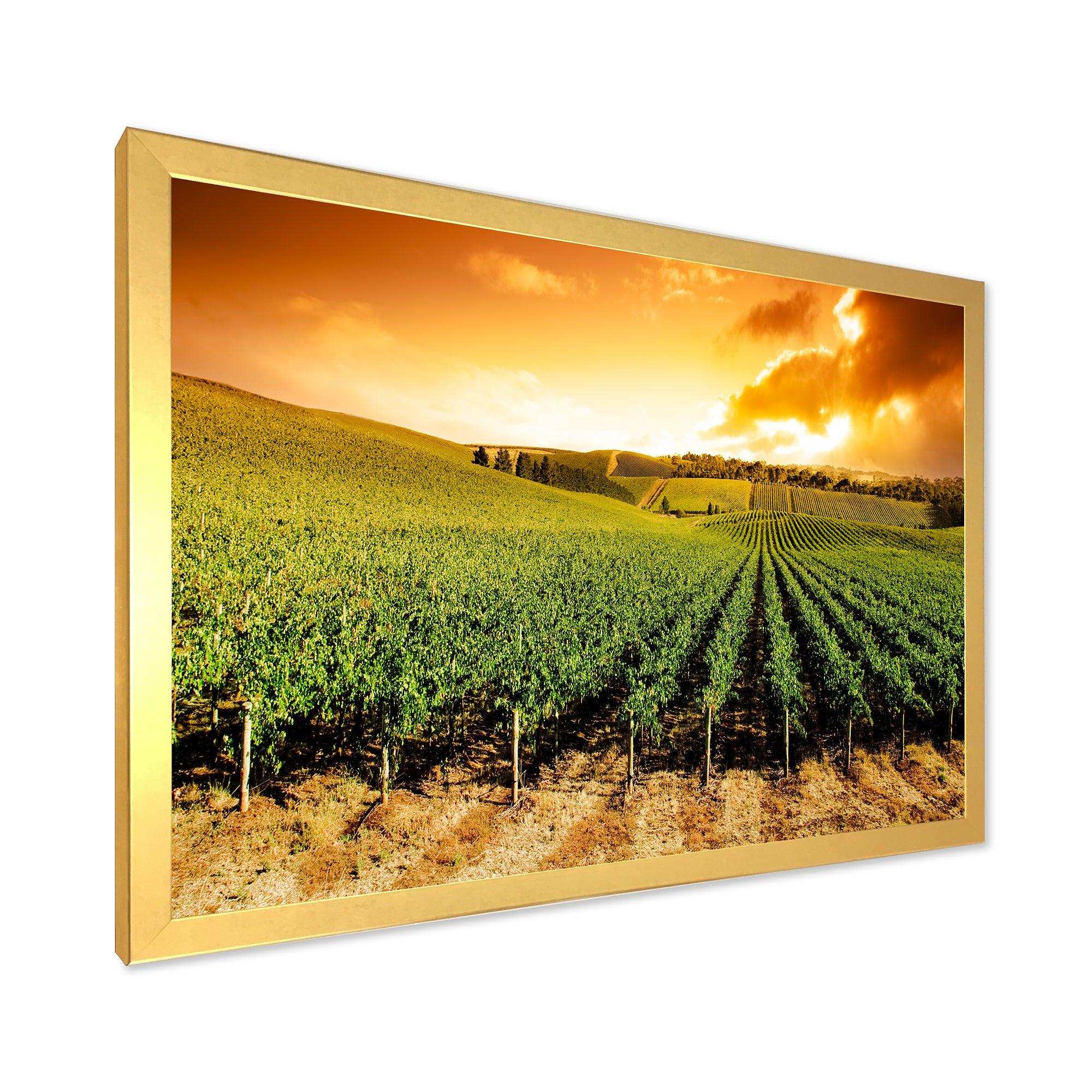 Sunset Vineyard Panorama