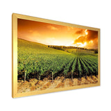Sunset Vineyard Panorama