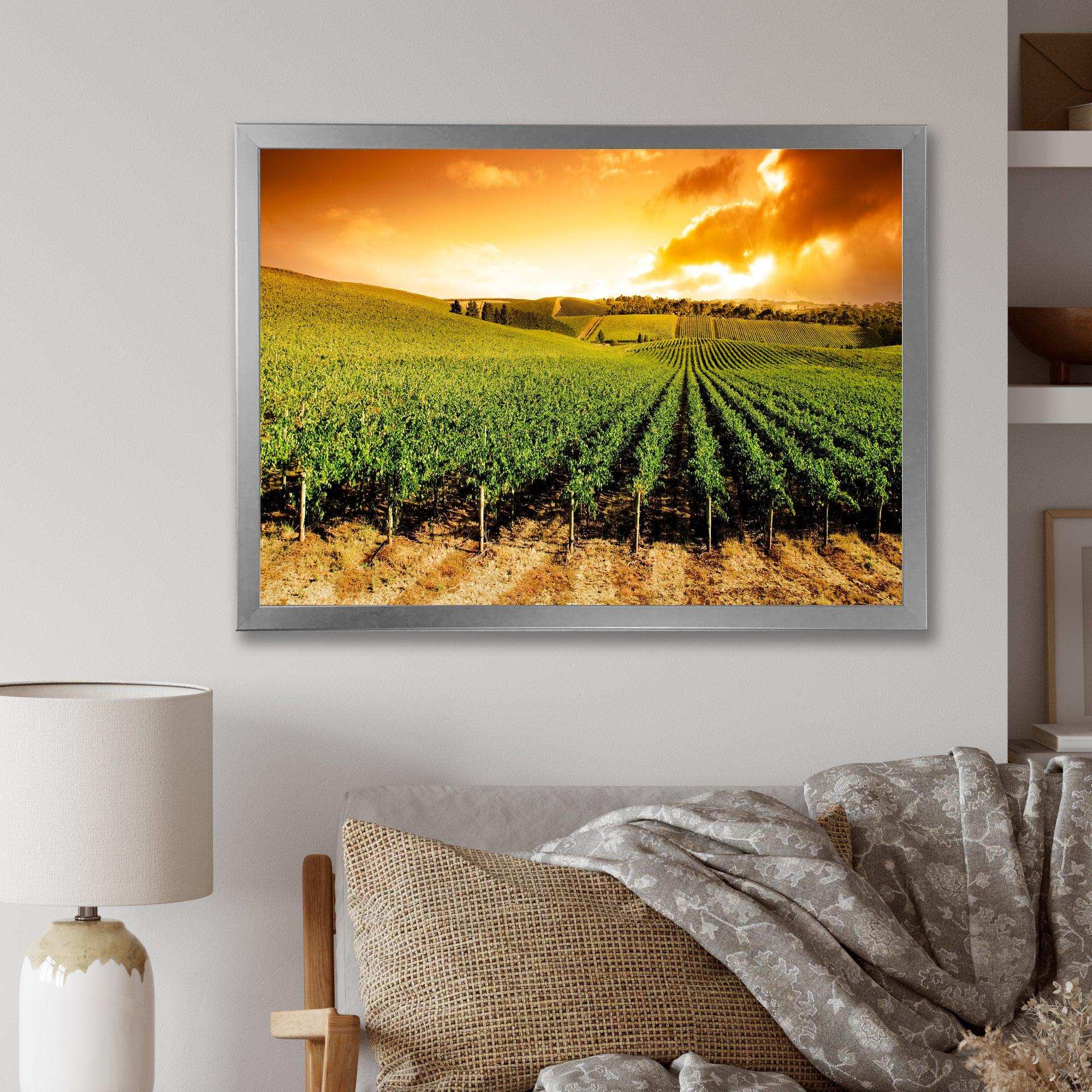 Sunset Vineyard Panorama