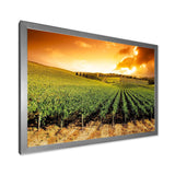 Sunset Vineyard Panorama