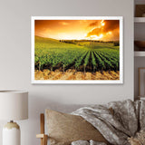 Sunset Vineyard Panorama