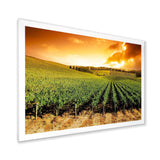 Sunset Vineyard Panorama