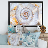 Great Skeleton of Sea Shell