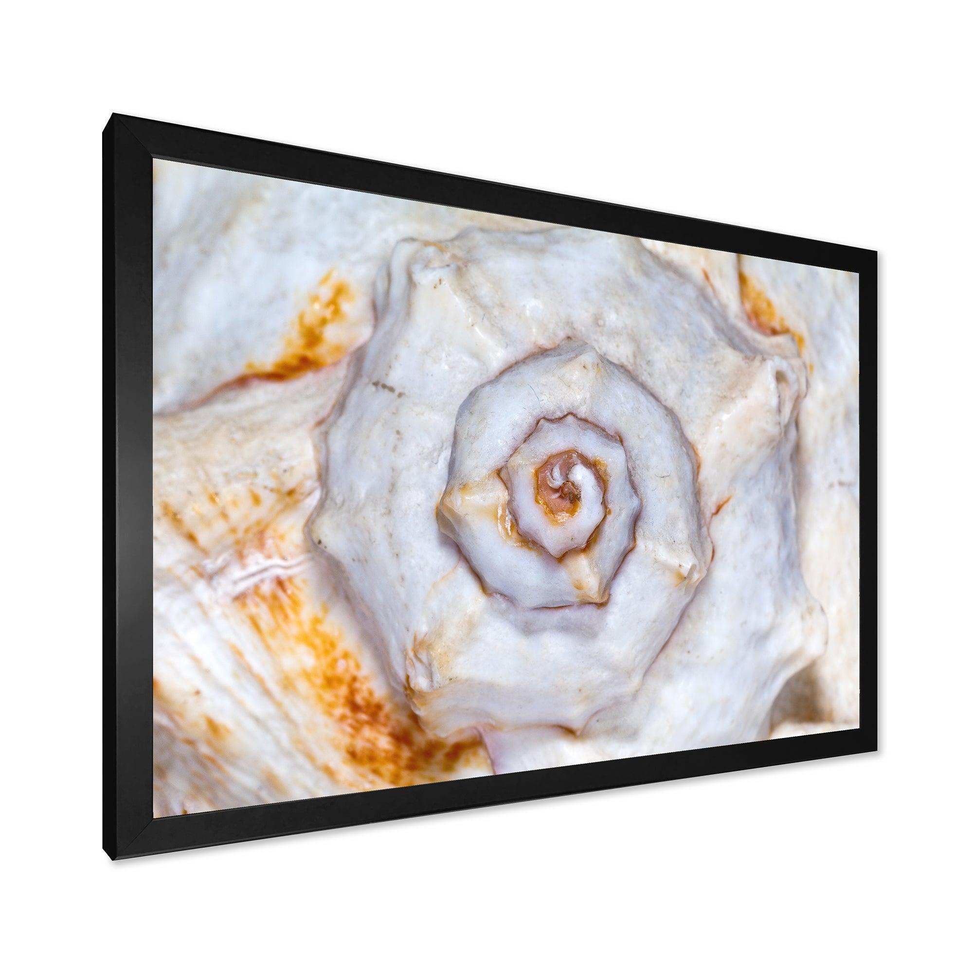 Great Skeleton of Sea Shell