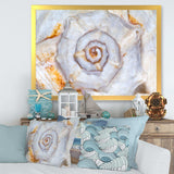 Great Skeleton of Sea Shell