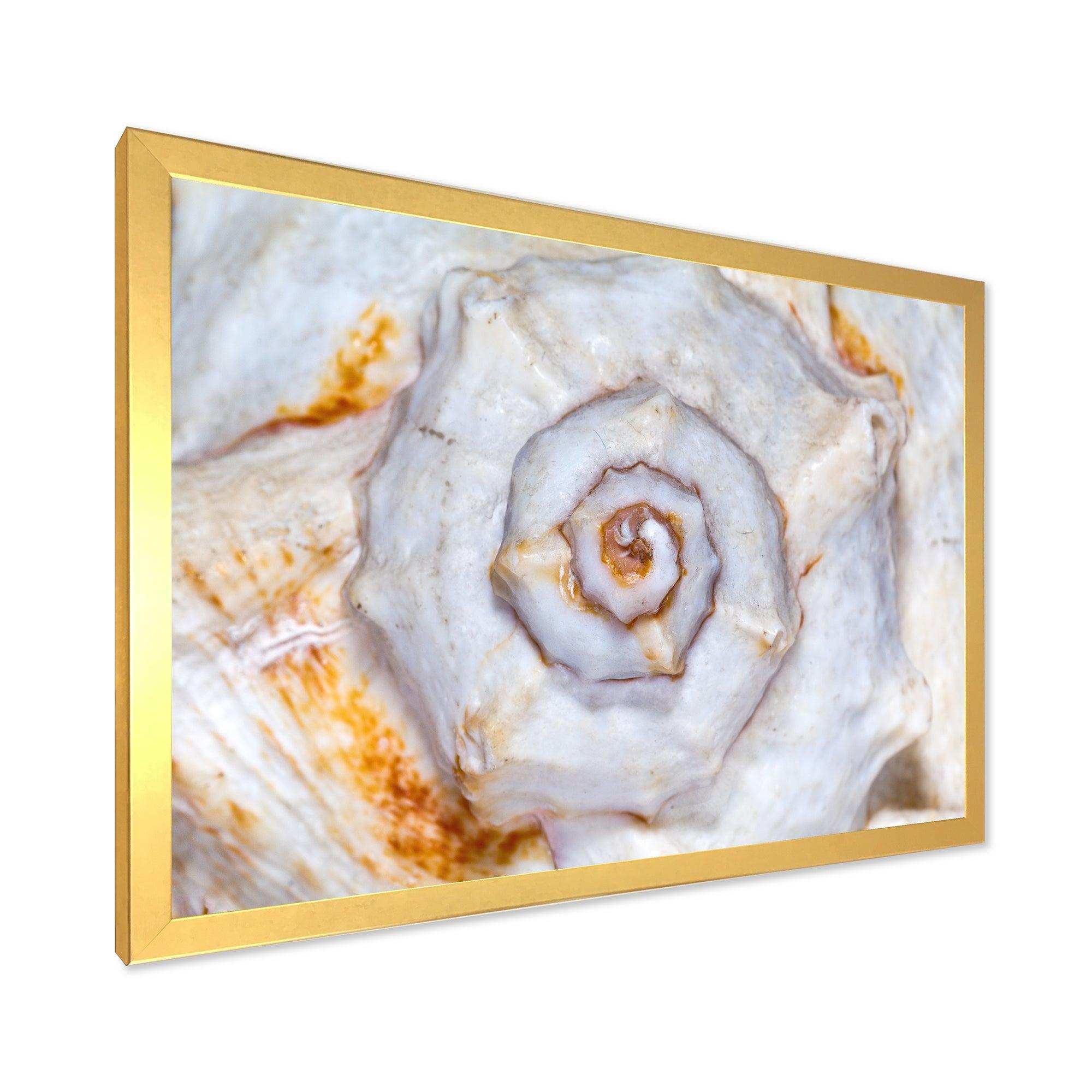 Great Skeleton of Sea Shell