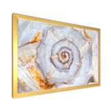 Great Skeleton of Sea Shell