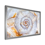 Great Skeleton of Sea Shell