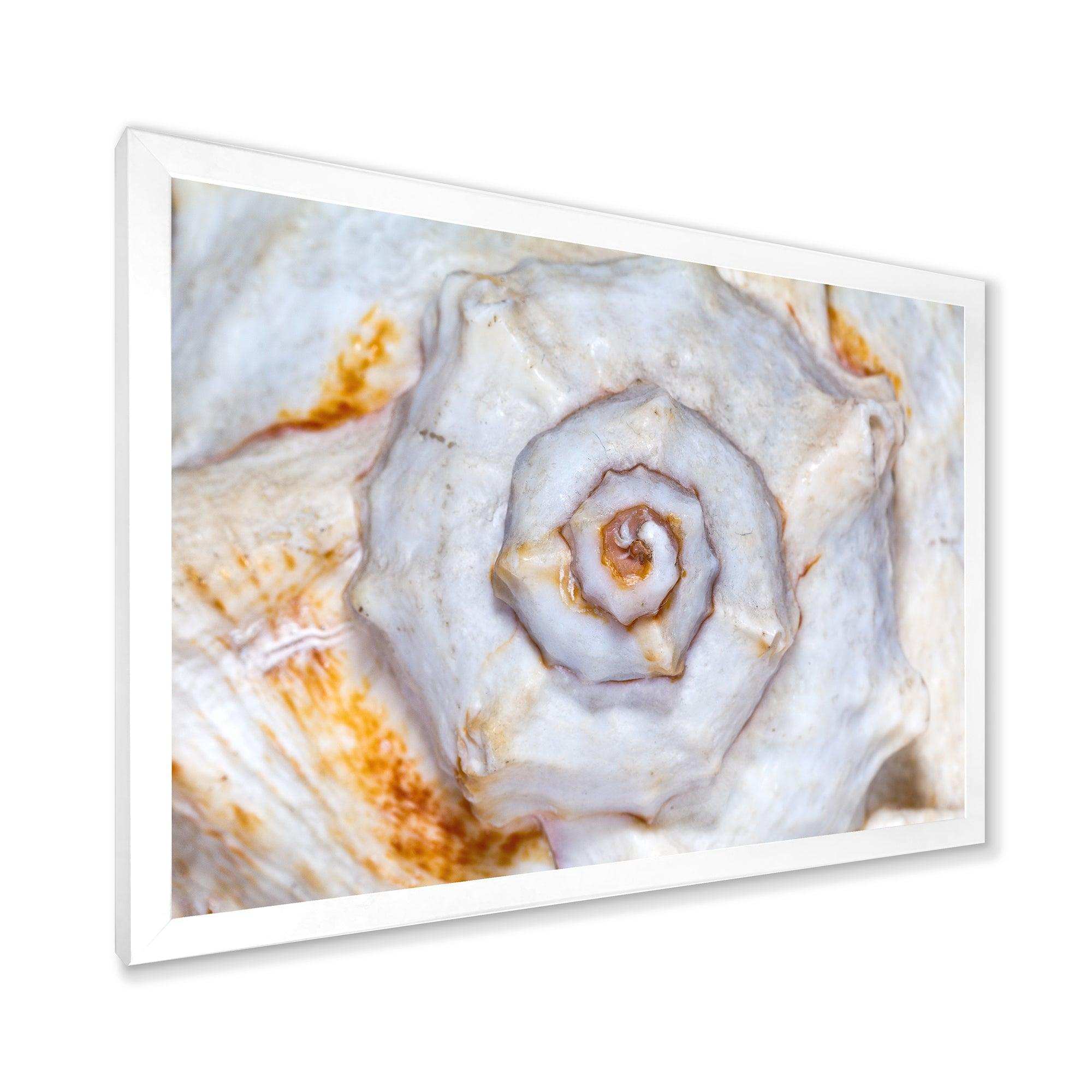 Great Skeleton of Sea Shell