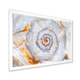 Great Skeleton of Sea Shell