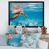 Large Hawksbill Sea Turtle