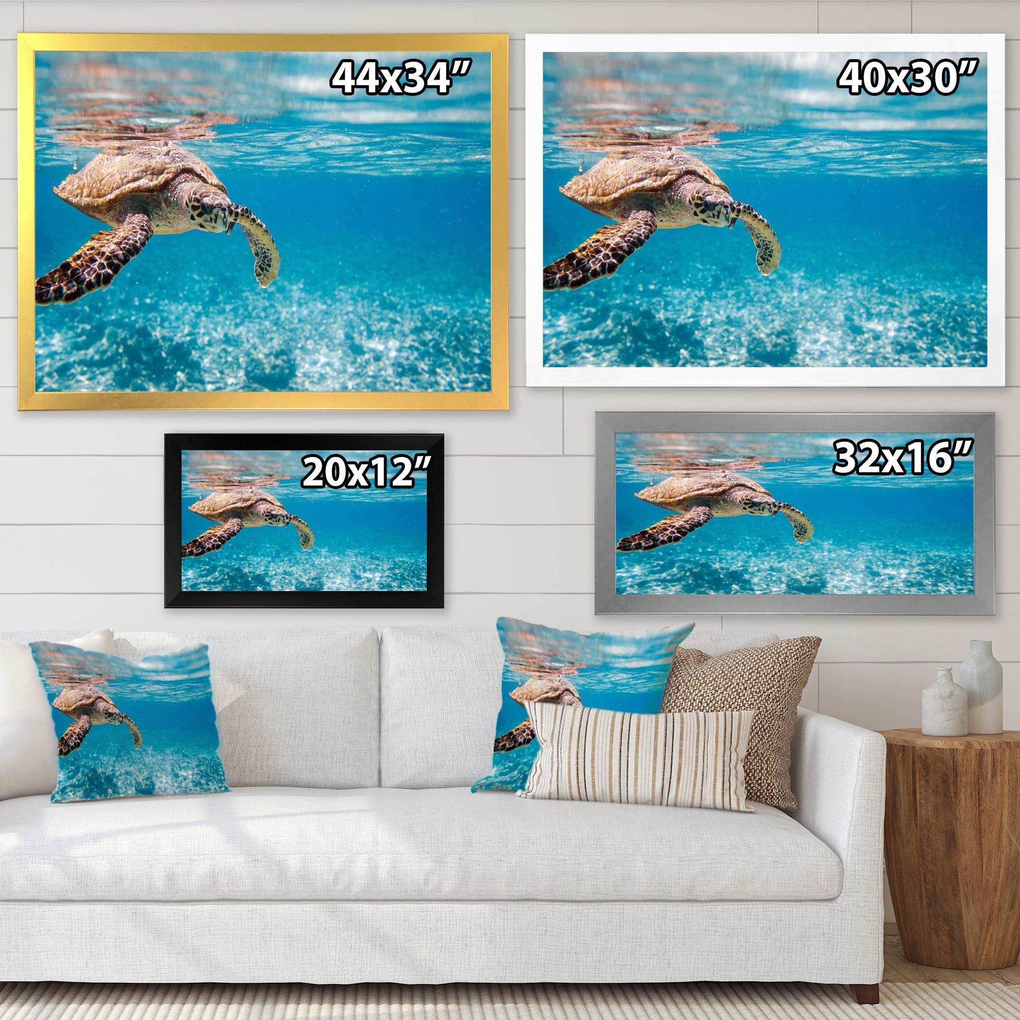 Large Hawksbill Sea Turtle