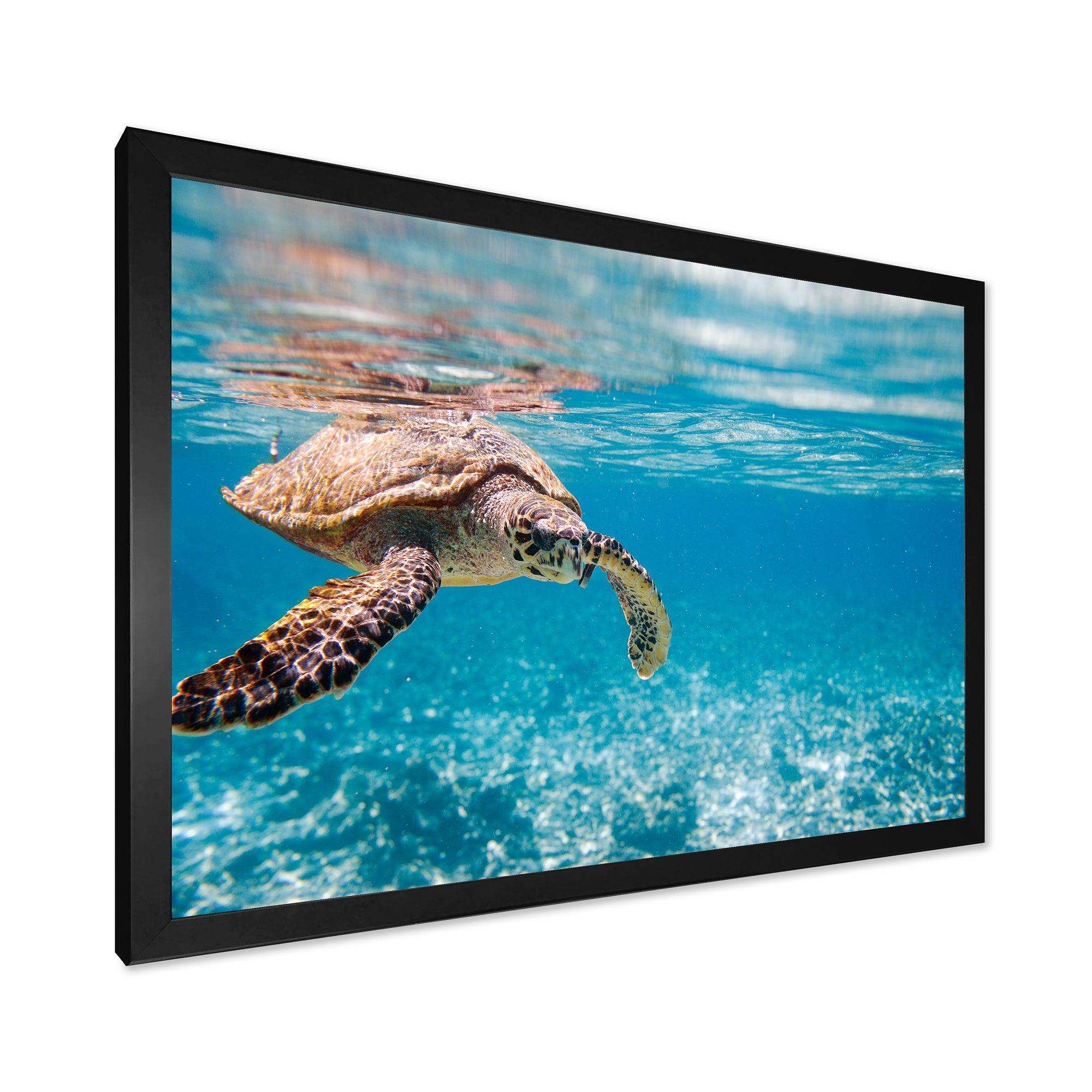 Large Hawksbill Sea Turtle