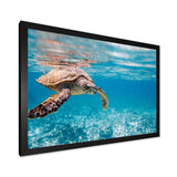 Large Hawksbill Sea Turtle