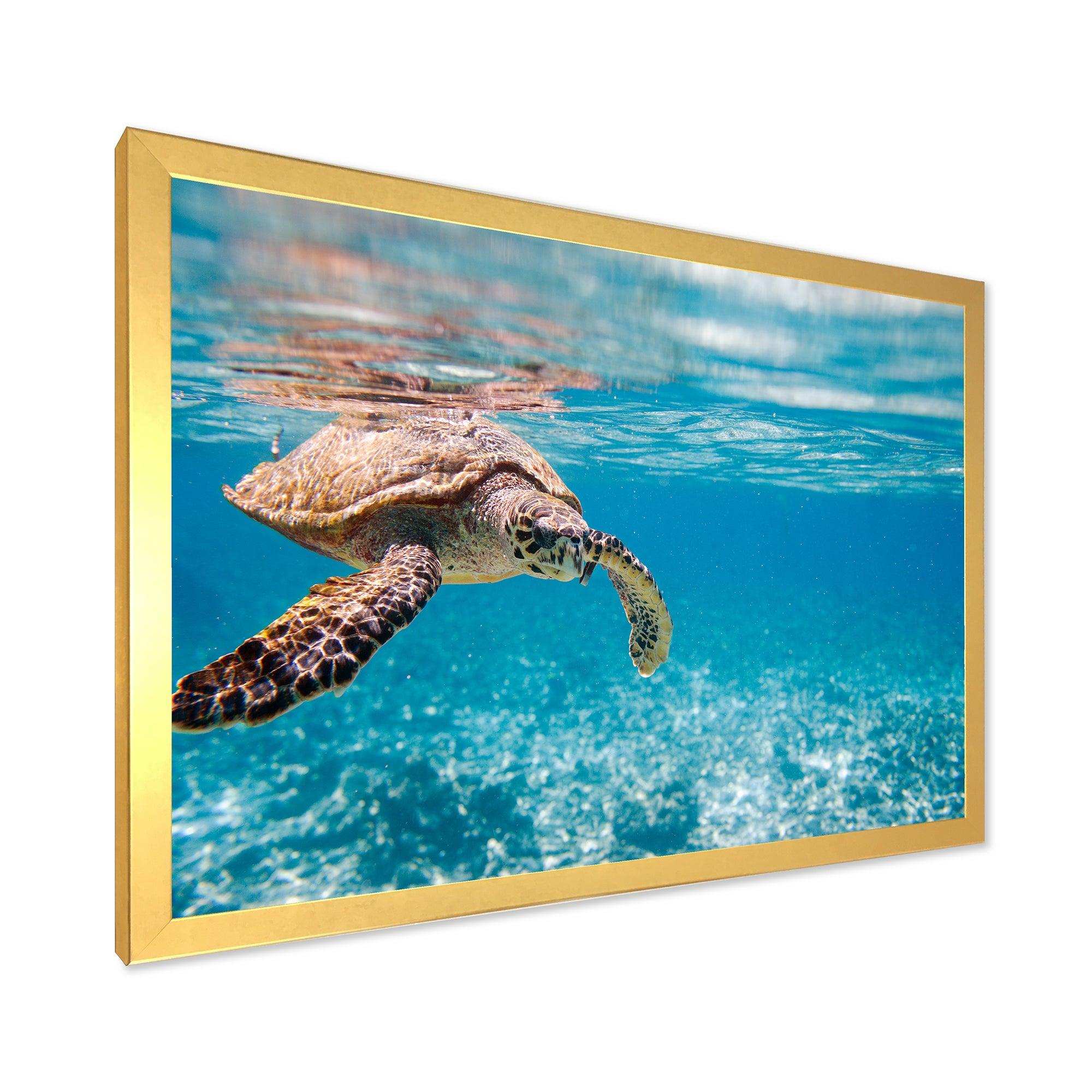 Large Hawksbill Sea Turtle