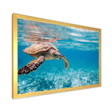 Large Hawksbill Sea Turtle