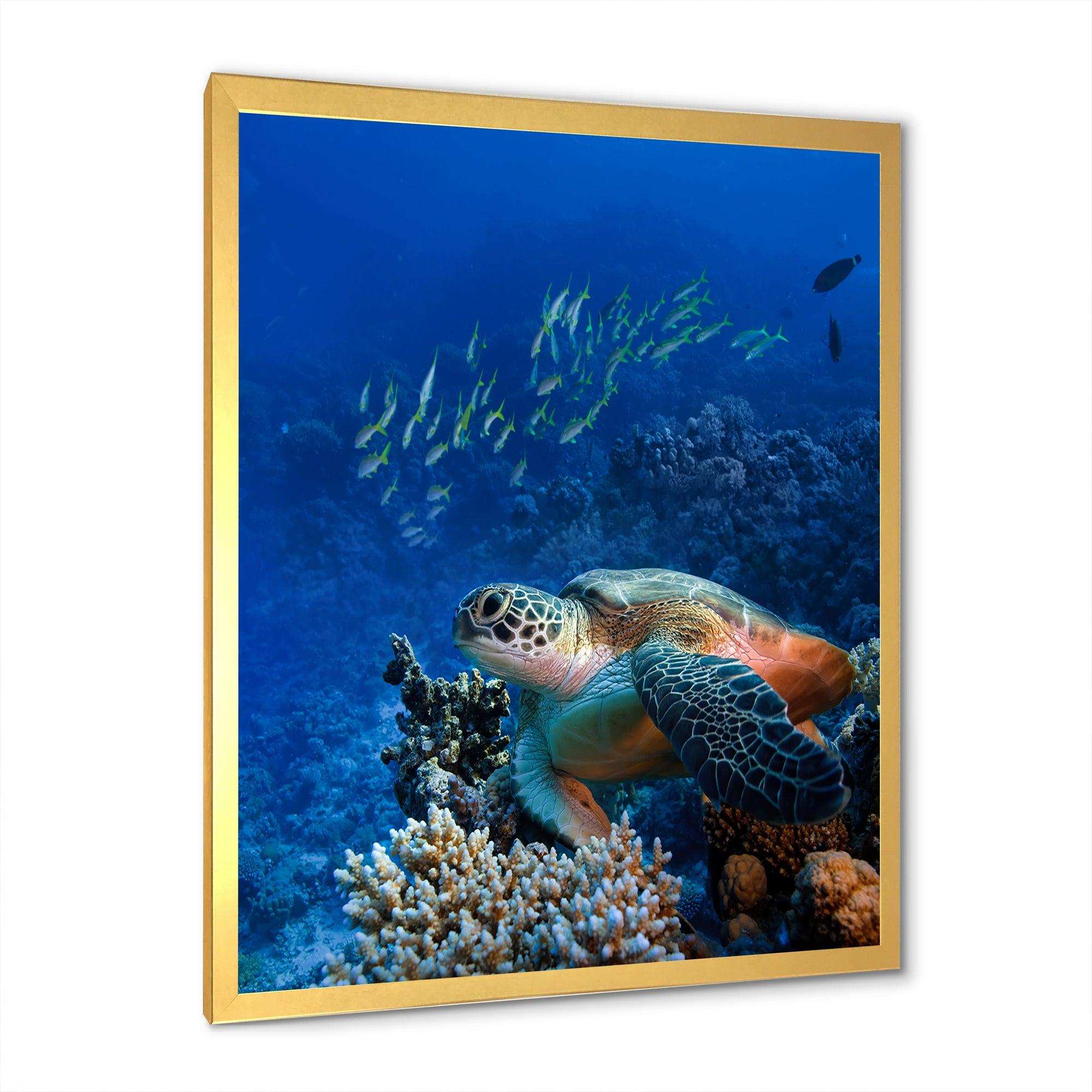 Large Sea Turtle underwater