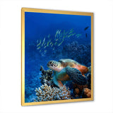 Large Sea Turtle underwater