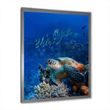 Large Sea Turtle underwater