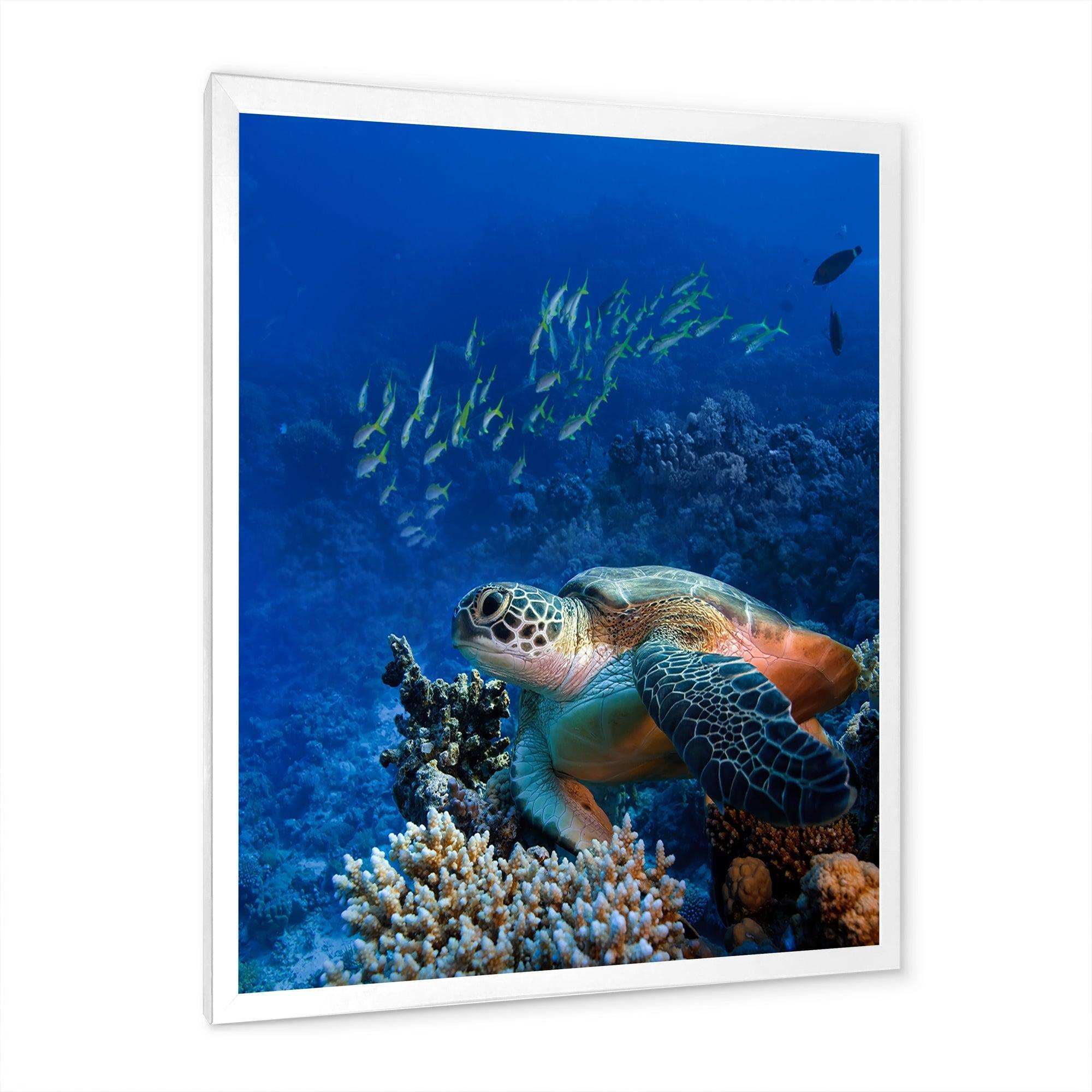 Large Sea Turtle underwater