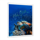 Large Sea Turtle underwater