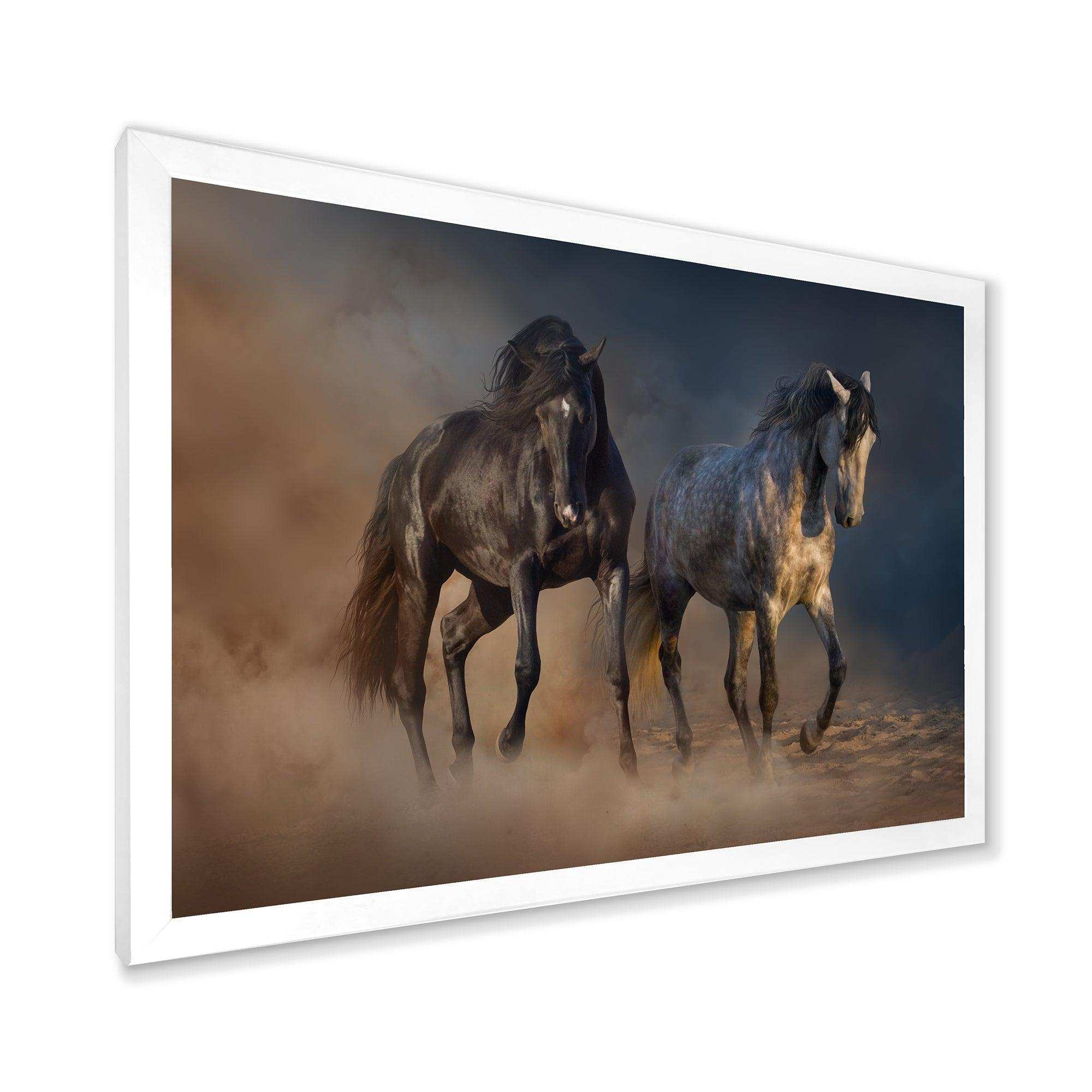 Black and white horse run