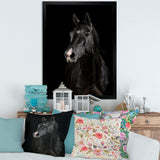 Black horse in darkness