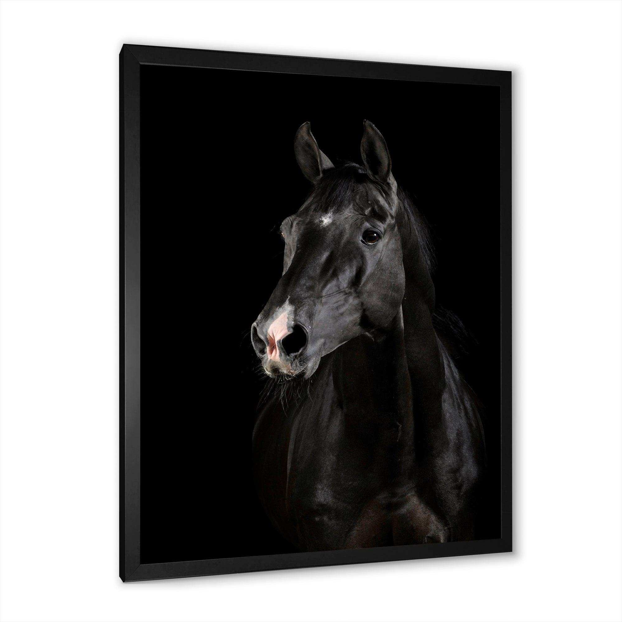 Black horse in darkness