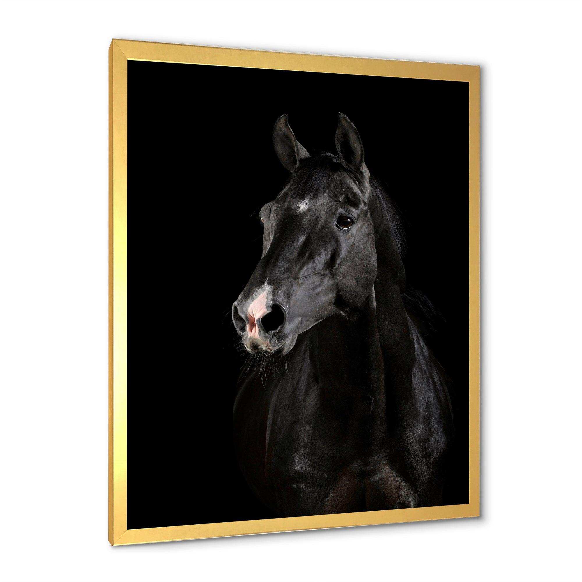 Black horse in darkness