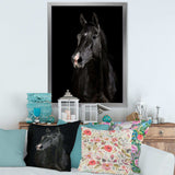 Black horse in darkness