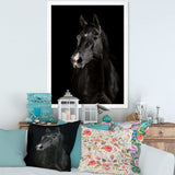 Black horse in darkness