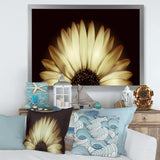 Sunflower in Black background