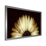 Sunflower in Black background