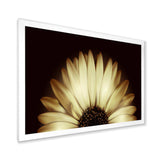 Sunflower in Black background