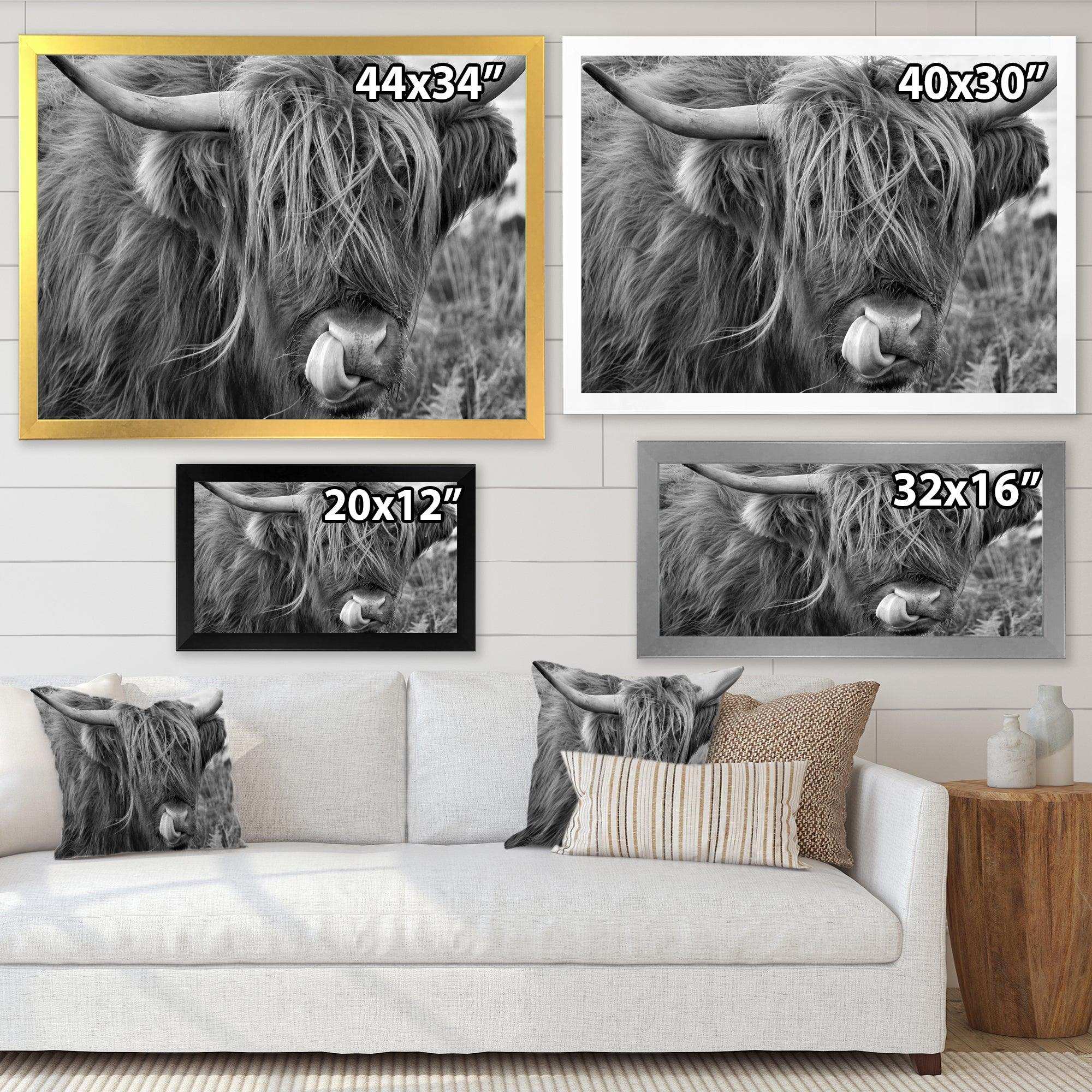 Scottish Cow On Moorland II