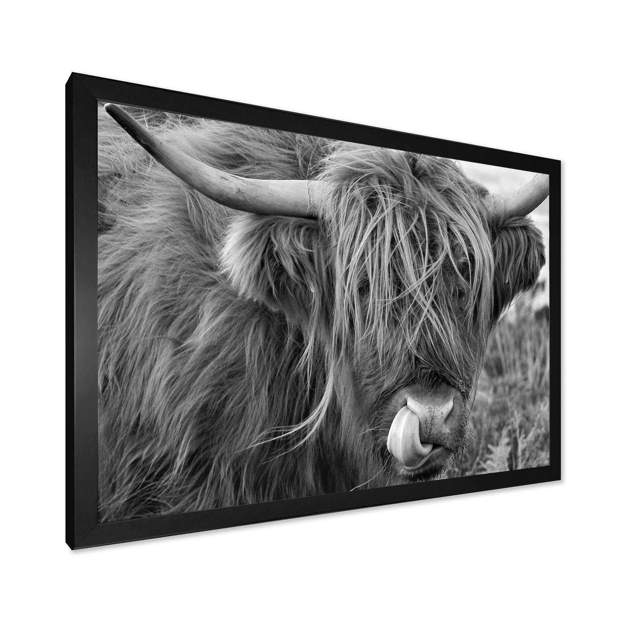 Scottish Cow On Moorland II