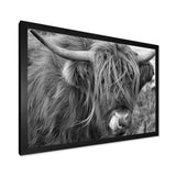 Scottish Cow On Moorland II