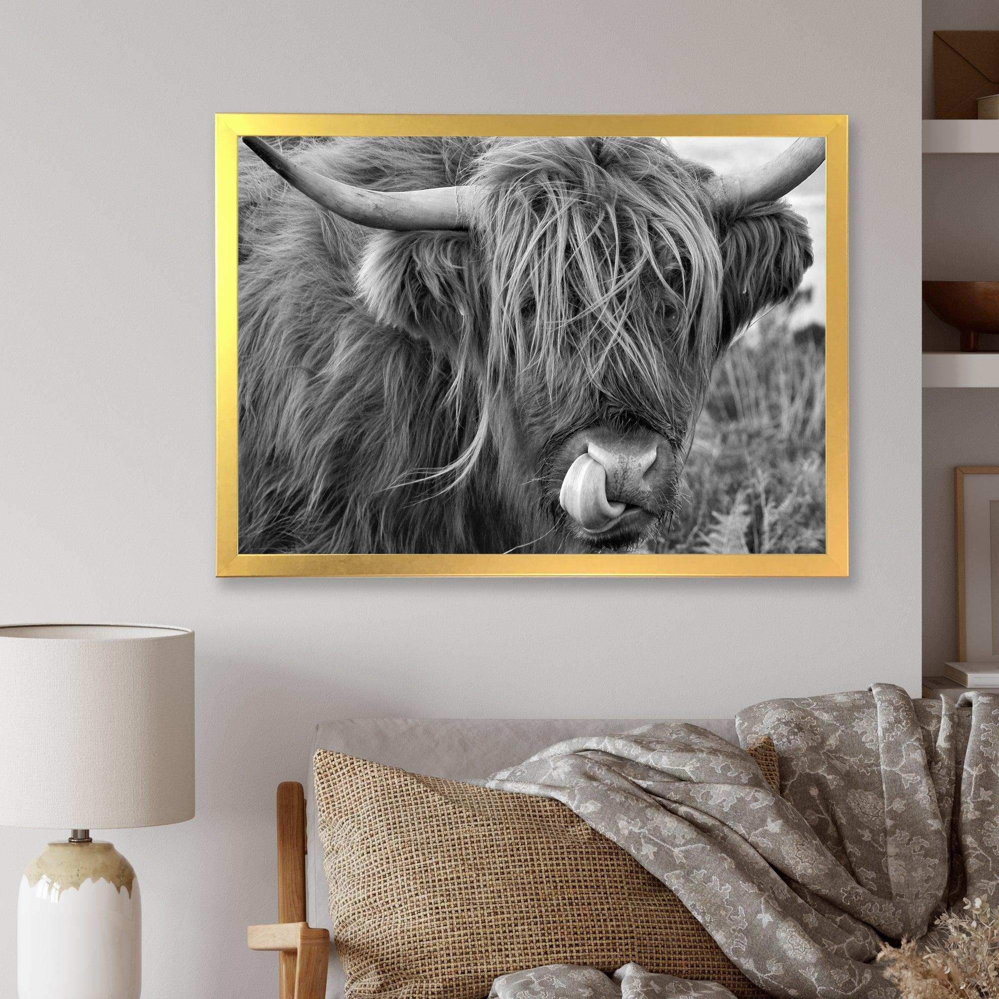 Scottish Cow On Moorland II