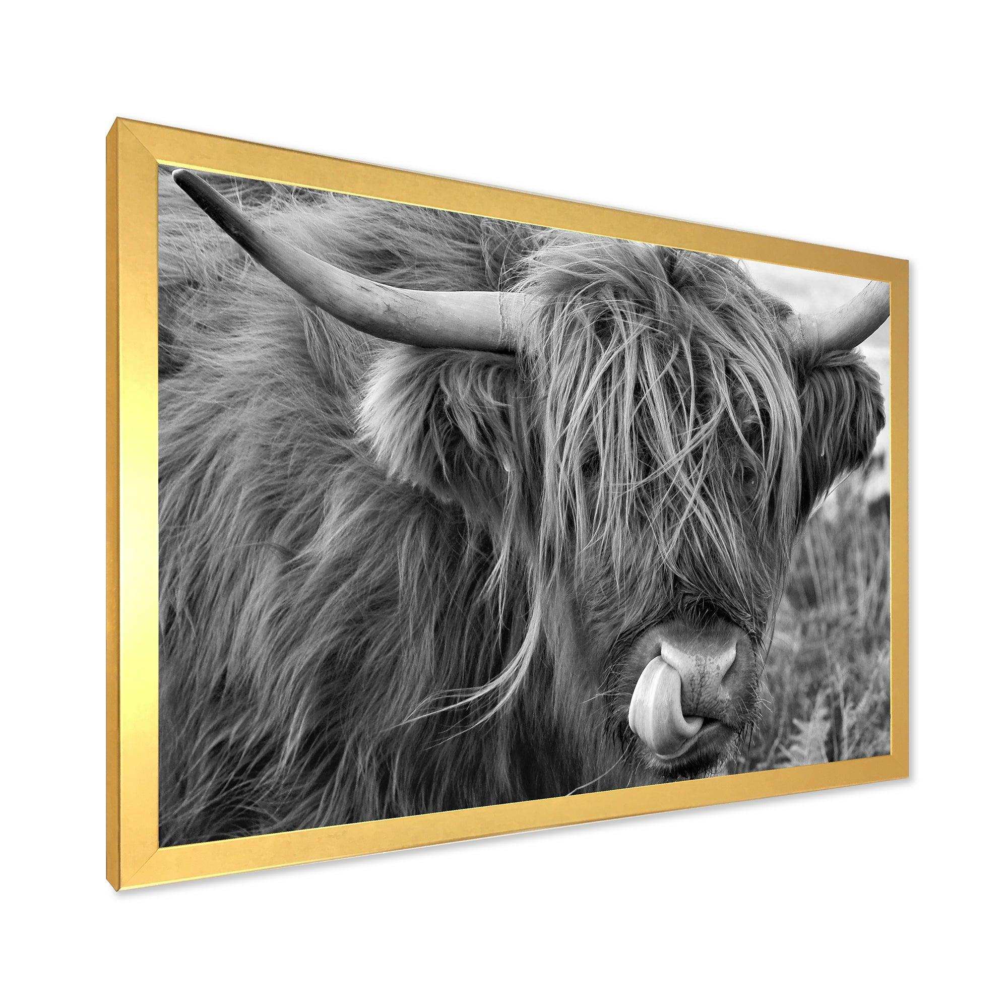 Scottish Cow On Moorland II