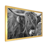 Scottish Cow On Moorland II