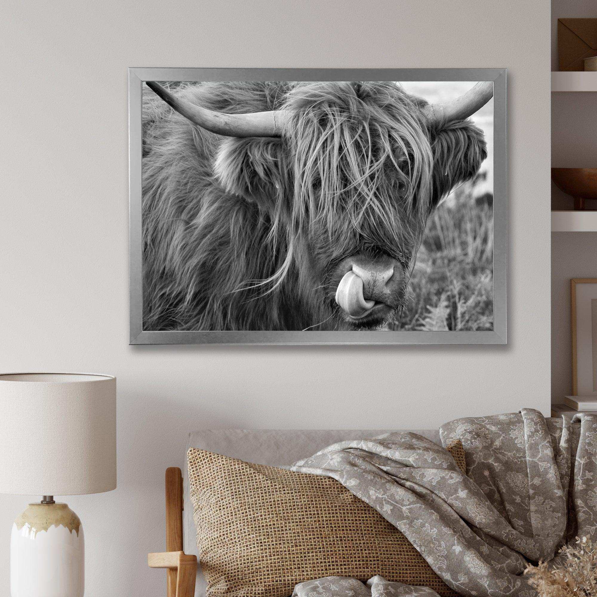 Scottish Cow On Moorland II