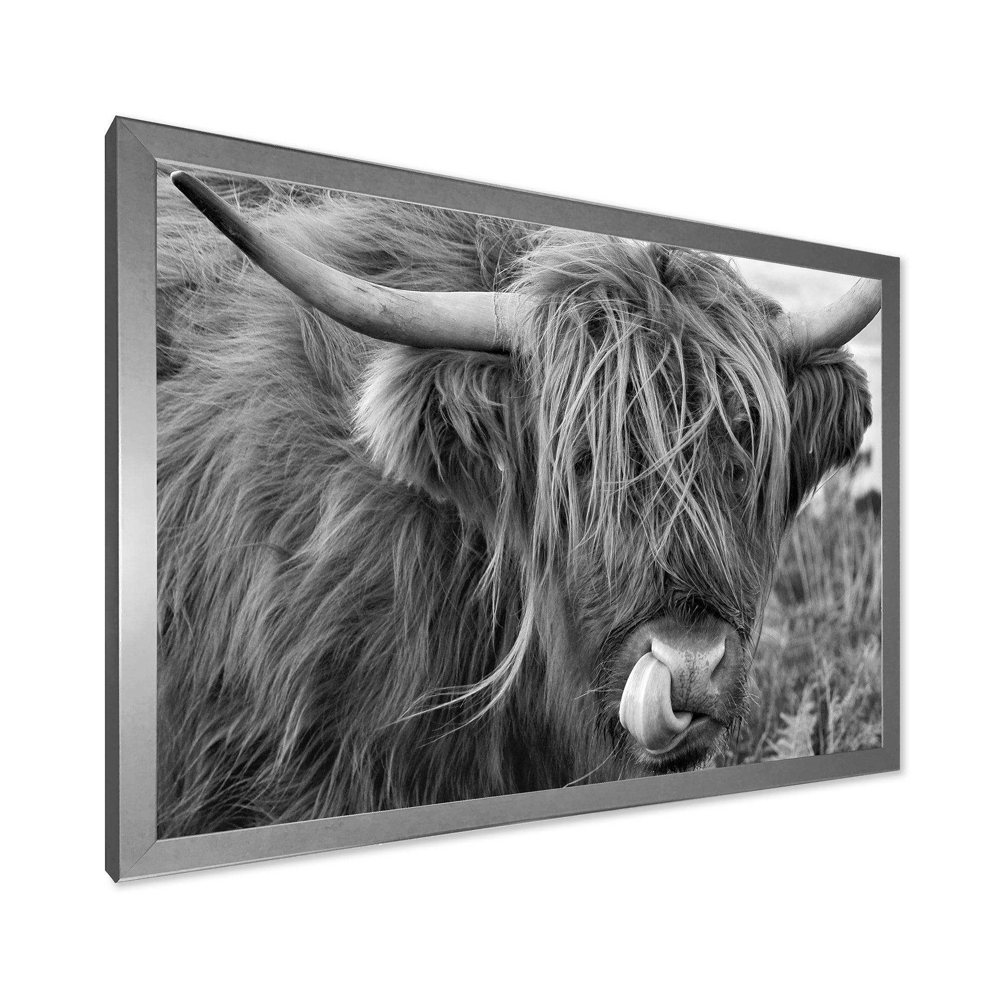Scottish Cow On Moorland II