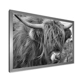Scottish Cow On Moorland II
