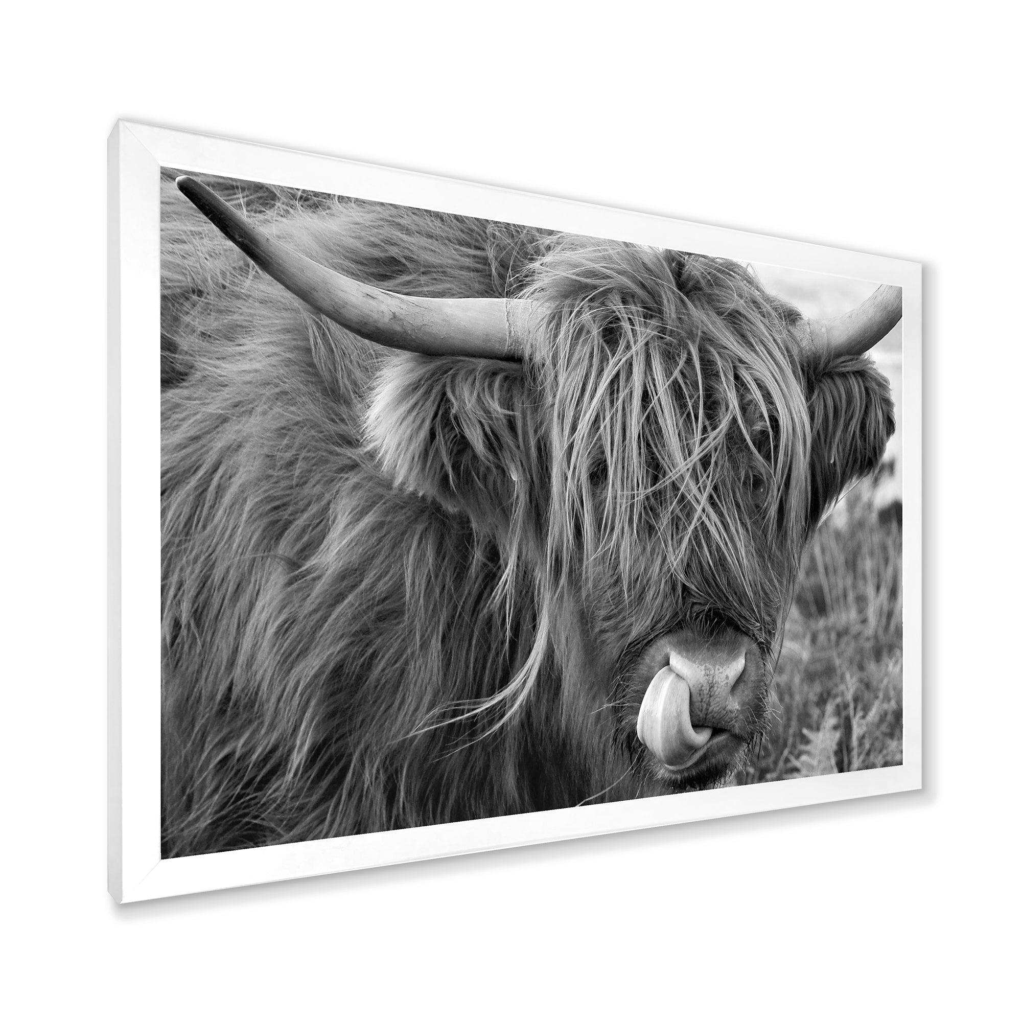 Scottish Cow On Moorland II