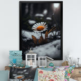 A Blooming Orange Daisy Flower In Winter I Framed Print Vibrant Gold - 1.5Width