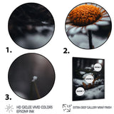 A Blooming Orange Daisy Flower In Winter I Framed Print Vibrant Black - 1.5Width