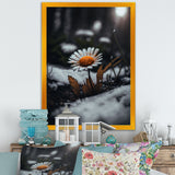 A Blooming Orange Daisy Flower In Winter I Framed Canvas Vibrant Black - 1.5Thick